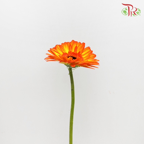 Gerbera - Orange Tone (9-10 Stems)-Malaysia-prflorist.com.my