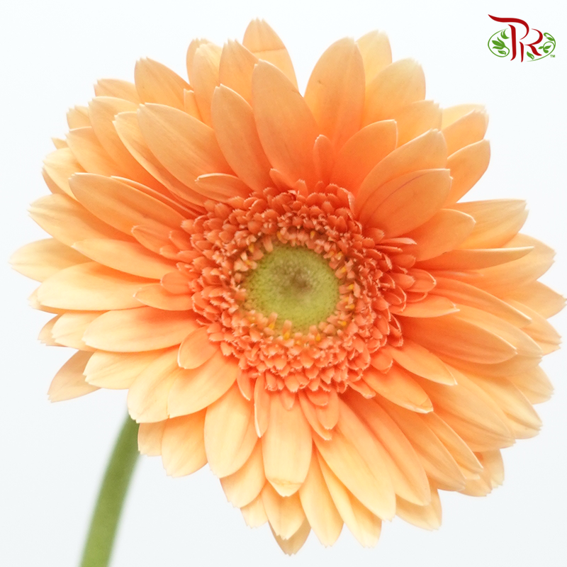 Gerbera - Orange With Green Heart (9-10 Stems-Orange-Malaysia-prflorist.com.my