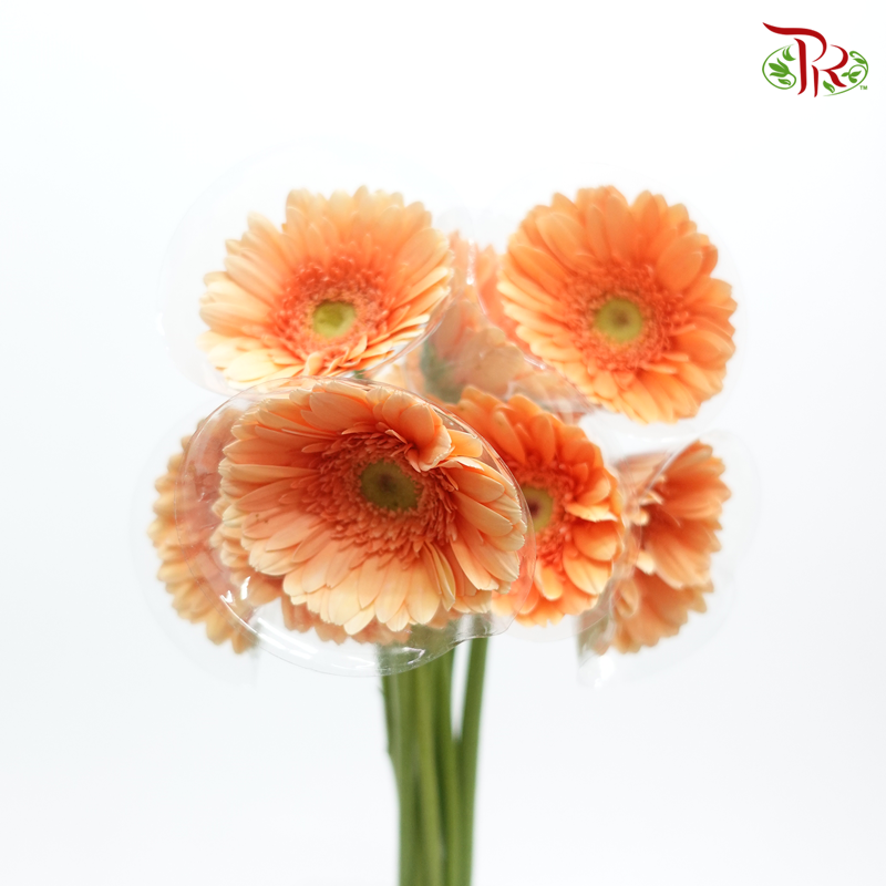 Gerbera - Orange With Green Heart (9-10 Stems-Orange-Malaysia-prflorist.com.my