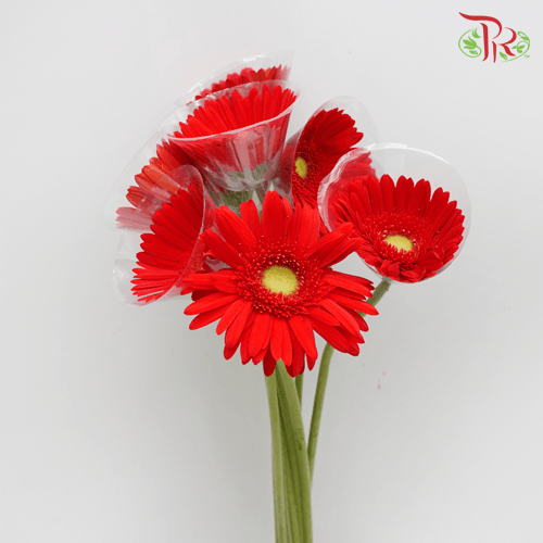 Gerbera - Orange With Green Heart (9-10 Stems)-Orange-Malaysia-prflorist.com.my