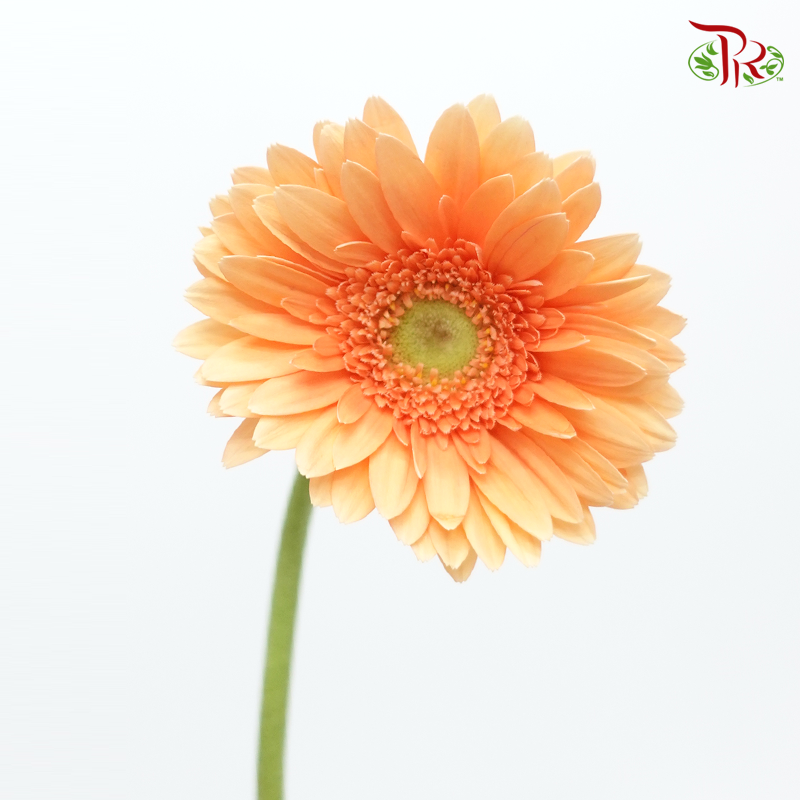 Gerbera - Orange With Green Heart (9-10 Stems-Orange-Malaysia-prflorist.com.my