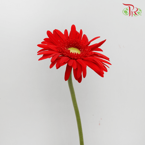 Gerbera - Orange With Green Heart (9-10 Stems)-Orange-Malaysia-prflorist.com.my
