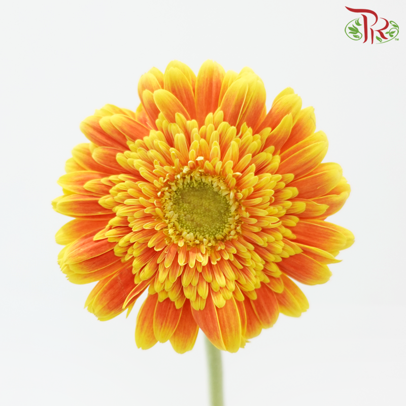 Gerbera - Orange With Yellow Outline (9-10 Stems)-Orange-Malaysia-prflorist.com.my