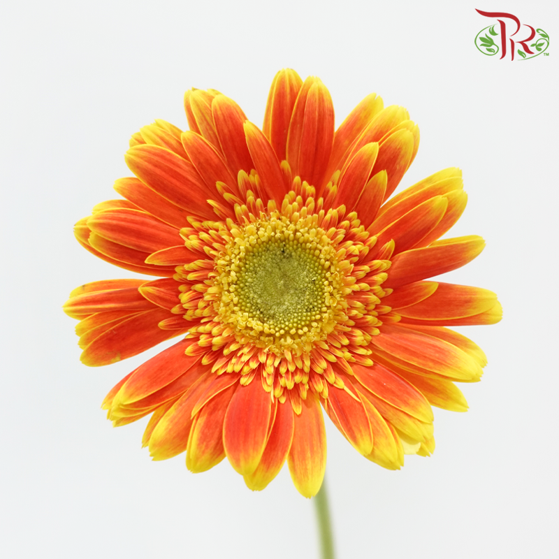 Gerbera - Orange With Yellow Outline (9-10 Stems)-Orange-Malaysia-prflorist.com.my