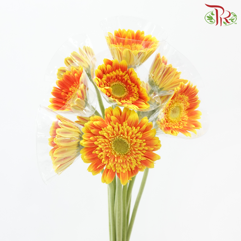Gerbera - Orange With Yellow Outline (9-10 Stems)-Orange-Malaysia-prflorist.com.my