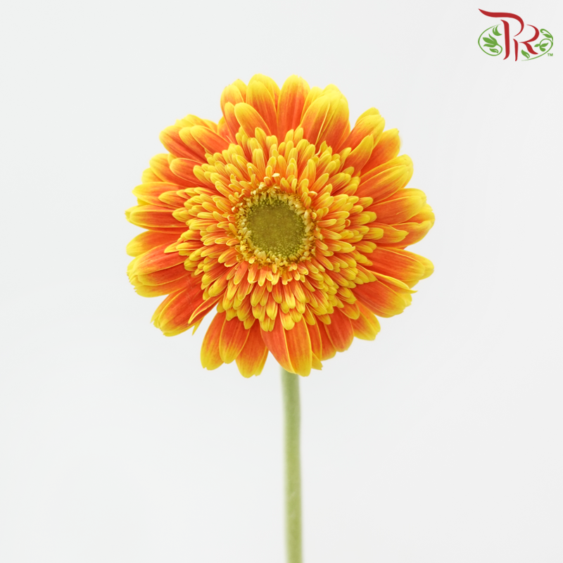 Gerbera - Orange With Yellow Outline (9-10 Stems)-Orange-Malaysia-prflorist.com.my