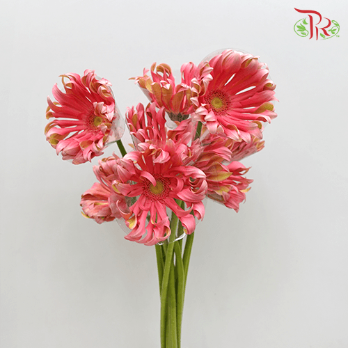 Gerbera Pasta - Famosa (9-10 stems)-Pink-Vietnam-prflorist.com.my