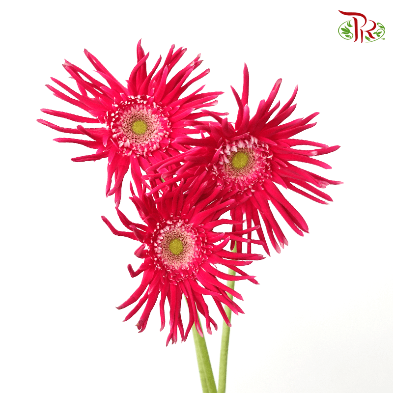 Gerbera Pasta - Hot Dark Pink (5 Stems)-Pink-Netherland-prflorist.com.my