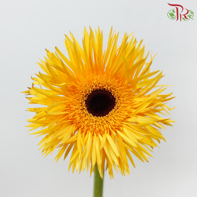 Gerbera Pasta - Light Orange (9-10 Stems)-Yellow-Malaysia-prflorist.com.my