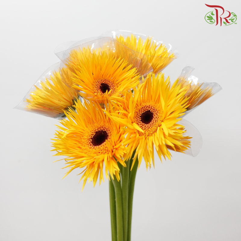 Gerbera Pasta - Light Orange (9-10 Stems)-Yellow-Malaysia-prflorist.com.my