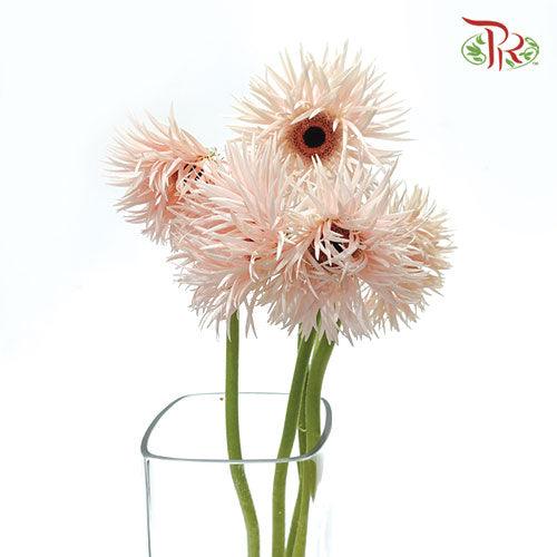 Gerbera Pasta - Light Pink (5 Stems)-Pink-Netherland-prflorist.com.my