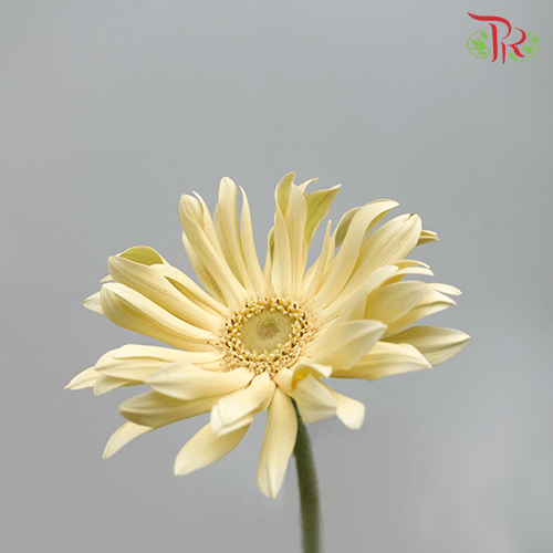 Gerbera Pasta - Light Yellow ( 5 Stems )-Yellow-Netherland-prflorist.com.my
