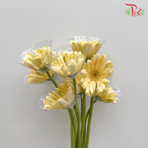 Gerbera Pasta - Light Yellow ( 5 Stems )-Yellow-Netherland-prflorist.com.my