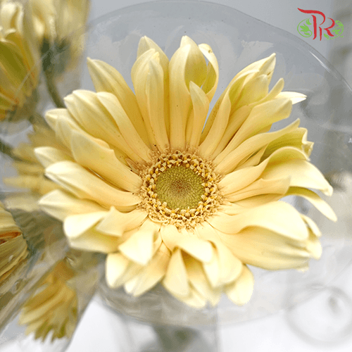 Gerbera Pasta - Light Yellow ( 5 Stems )-Yellow-Netherland-prflorist.com.my