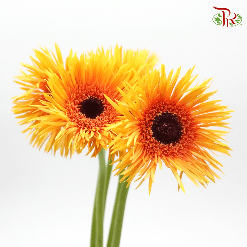 Gerbera Pasta - Orange ( 5 Stems )-Orange-Netherland-prflorist.com.my