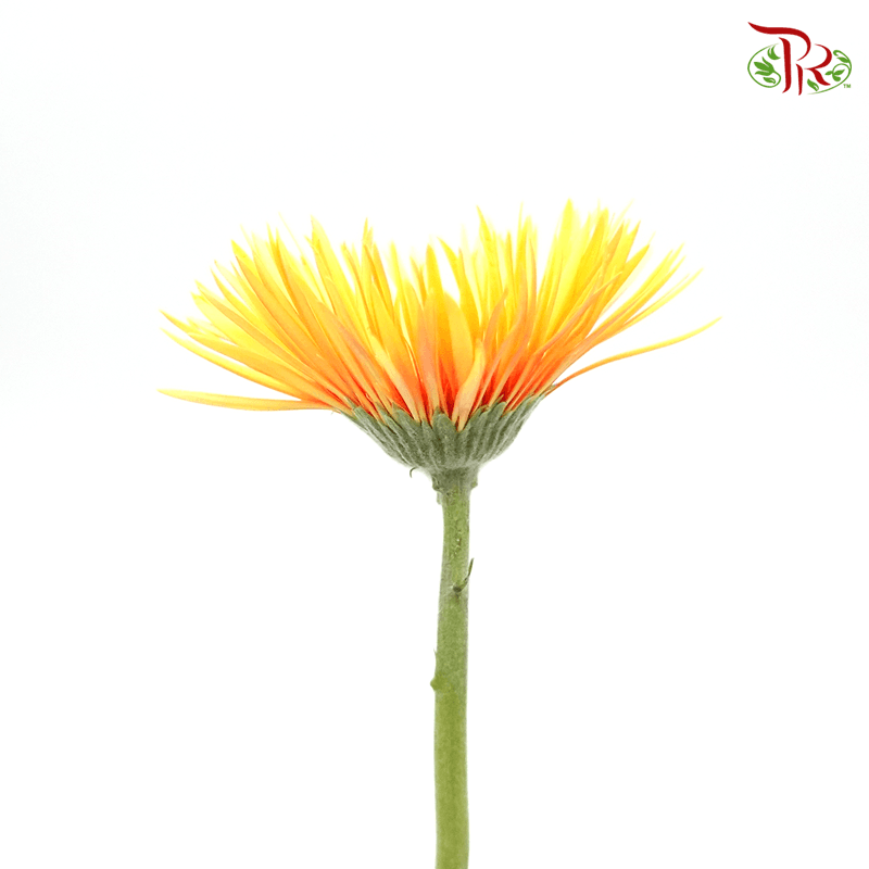 Gerbera Pasta - Orange ( 5 Stems )-Orange-Netherland-prflorist.com.my