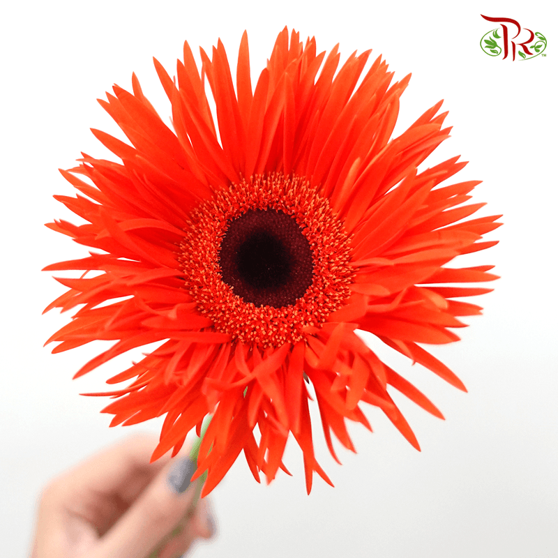 Gerbera Pasta - Orange Red (5 Stems)-Orange Red-Netherland-prflorist.com.my