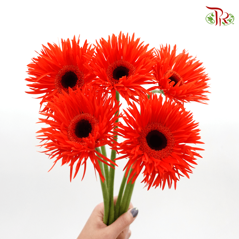 Gerbera Pasta - Orange Red (5 Stems)-Orange Red-Netherland-prflorist.com.my