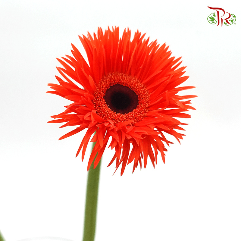 Gerbera Pasta - Orange Red (5 Stems)-Orange Red-Netherland-prflorist.com.my
