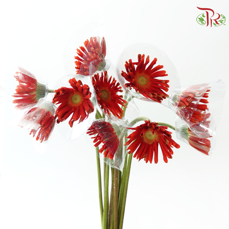 Gerbera Pasta - Orange Red (9-10 stems)-Red-Malaysia-prflorist.com.my