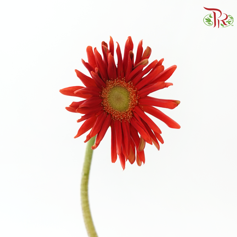 Gerbera Pasta - Orange Red (9-10 stems)-Red-Malaysia-prflorist.com.my
