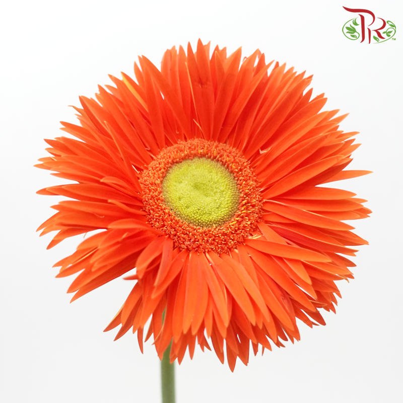 Gerbera Pasta - Orange With Green Heart (5 Stems)-Orange-Netherland-prflorist.com.my