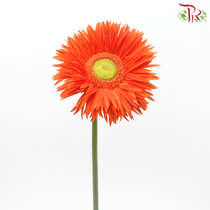 Gerbera Pasta - Orange With Green Heart (5 Stems)-Orange-Netherland-prflorist.com.my