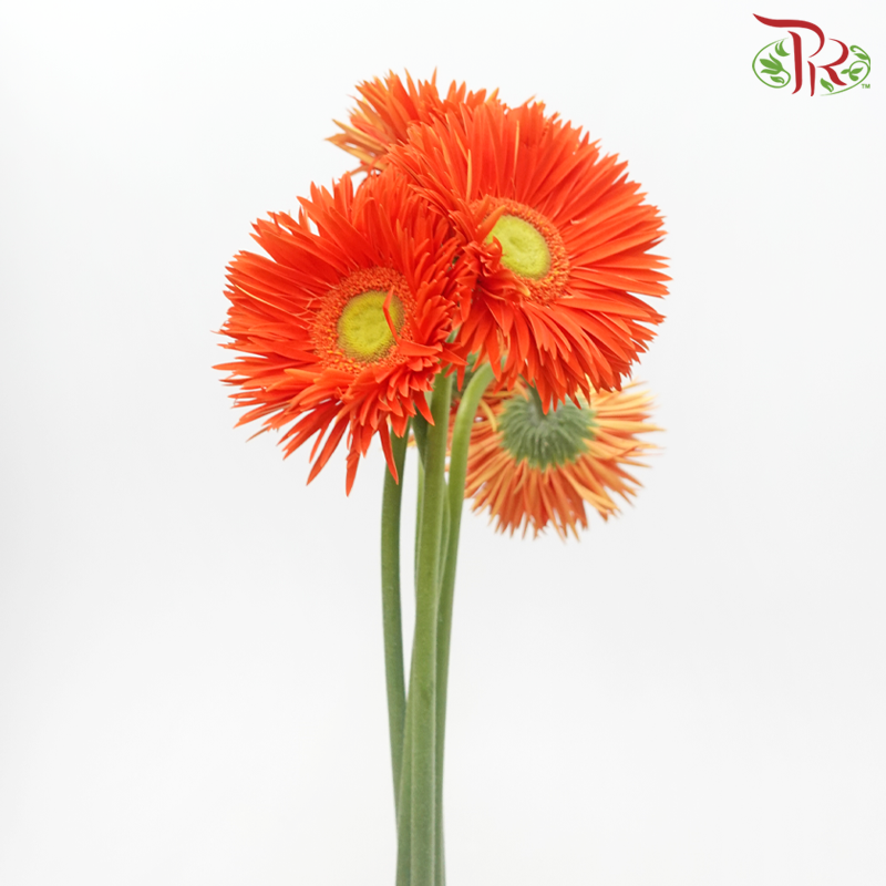 Gerbera Pasta - Orange With Green Heart (5 Stems)-Orange-Netherland-prflorist.com.my