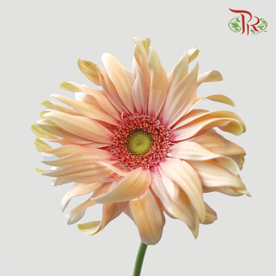 Gerbera Pasta - Peach (5 Stems)-Peach-Netherland-prflorist.com.my