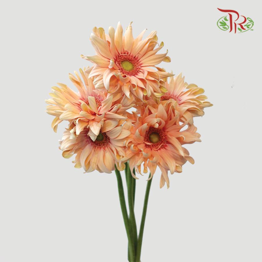 Gerbera Pasta - Peach (5 Stems)-Peach-Netherland-prflorist.com.my