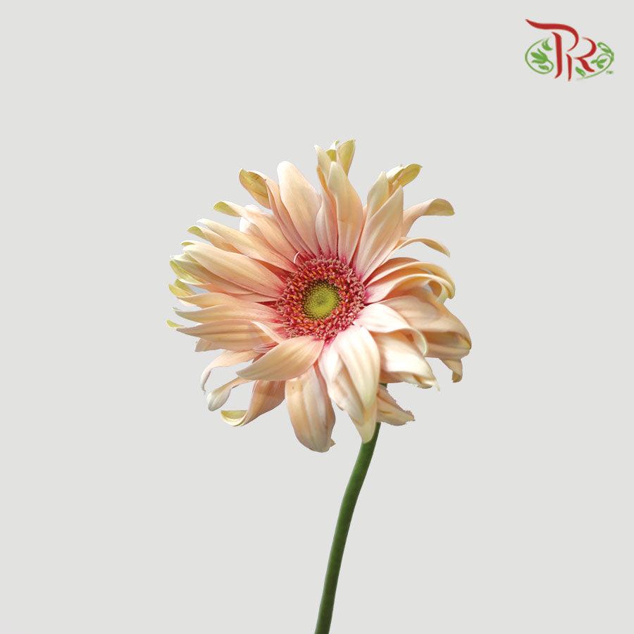 Gerbera Pasta - Peach (5 Stems)-Peach-Netherland-prflorist.com.my