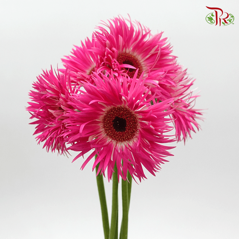Gerbera Pasta - Pink (5 Stems)-Pink-Netherland-prflorist.com.my