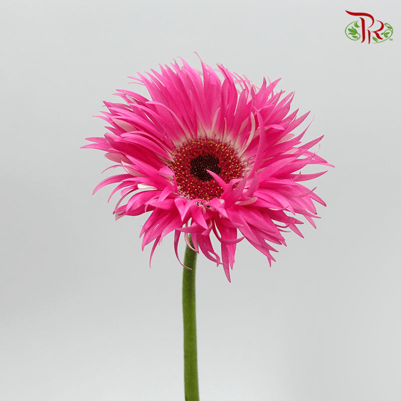 Gerbera Pasta - Pink (5 Stems)-Pink-Netherland-prflorist.com.my