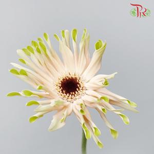 Gerbera Pasta - Pink Green Edge (9-10 Stems)-Pink-Malaysia-prflorist.com.my
