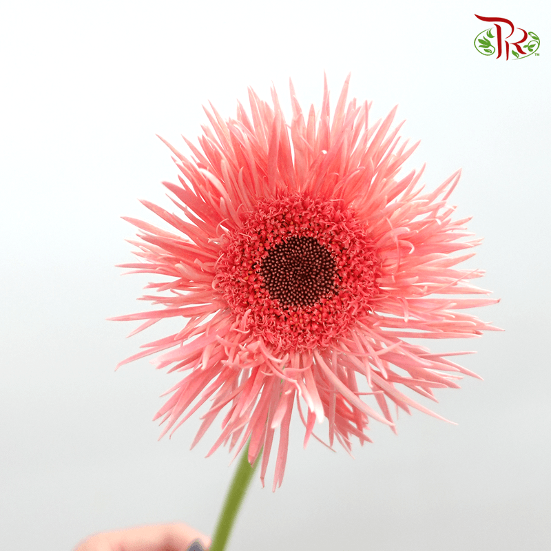 Gerbera Pasta - Pink With Black Heart (5 Stems)-5stems-Netherland-prflorist.com.my