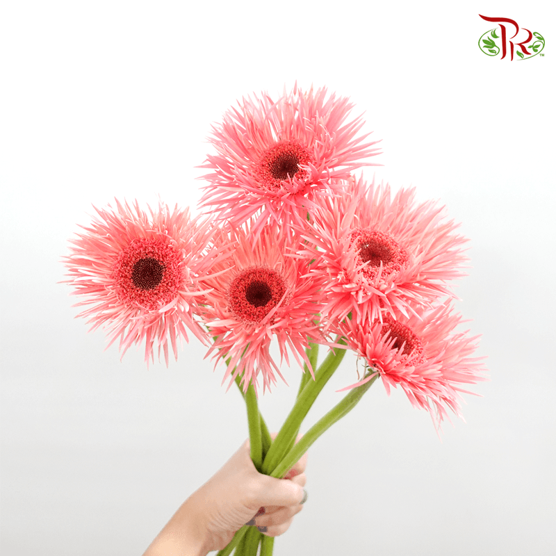 Gerbera Pasta - Pink With Black Heart (5 Stems)-5stems-Netherland-prflorist.com.my