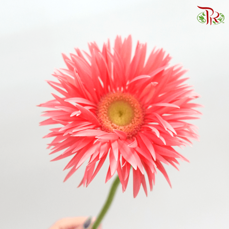 Gerbera Pasta - Pink With Green Heart (5 Stems)-5stems-Netherland-prflorist.com.my