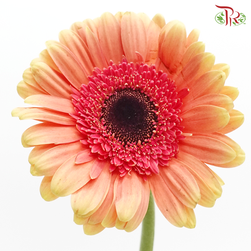 Gerbera - Peach (9-10 Stems)-Peach-China-prflorist.com.my