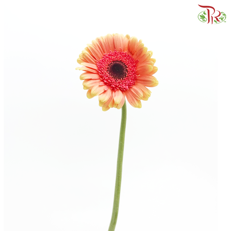 Gerbera - Peach (9-10 Stems)-Peach-China-prflorist.com.my