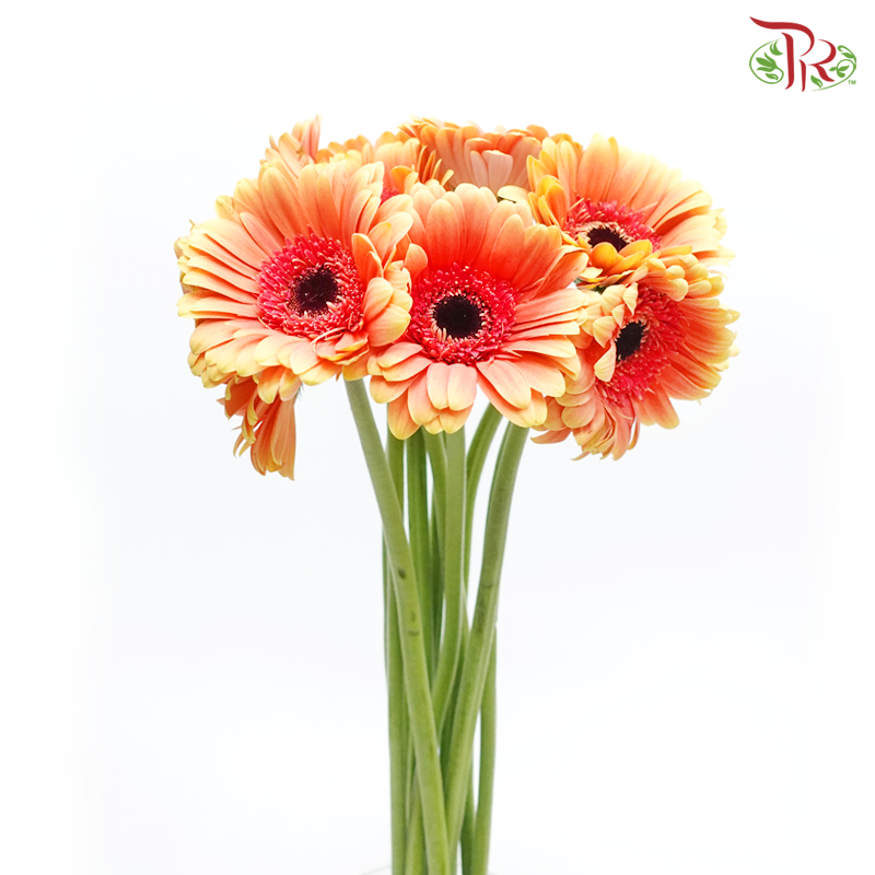 Gerbera - Peach (9-10 Stems)-Peach-China-prflorist.com.my