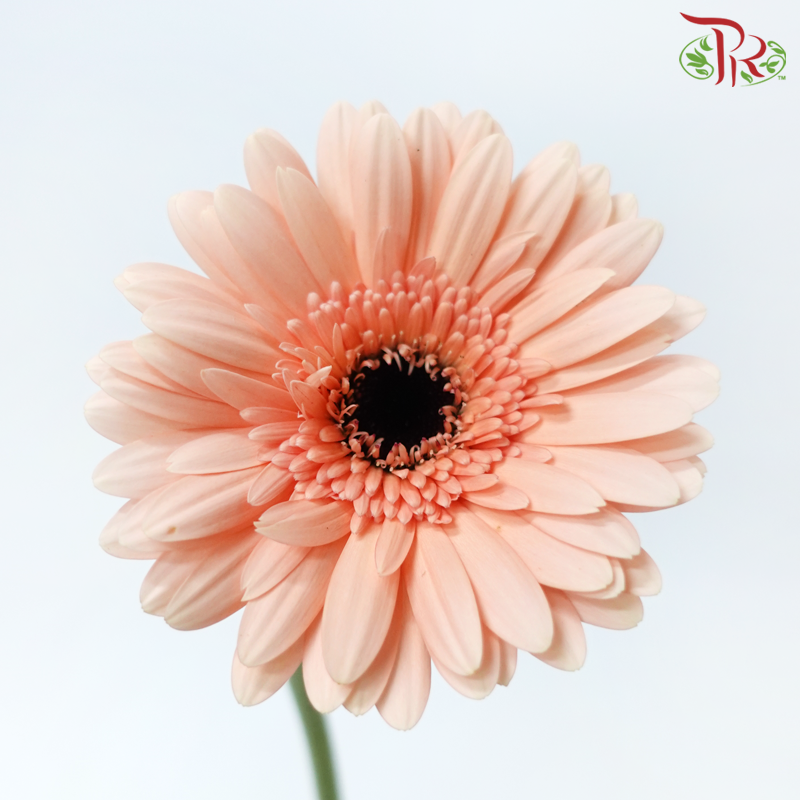 Gerbera - Peach (9-10 Stems)-Peach-Malaysia-prflorist.com.my