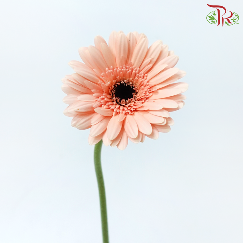 Gerbera - Peach (9-10 Stems)-Peach-Malaysia-prflorist.com.my