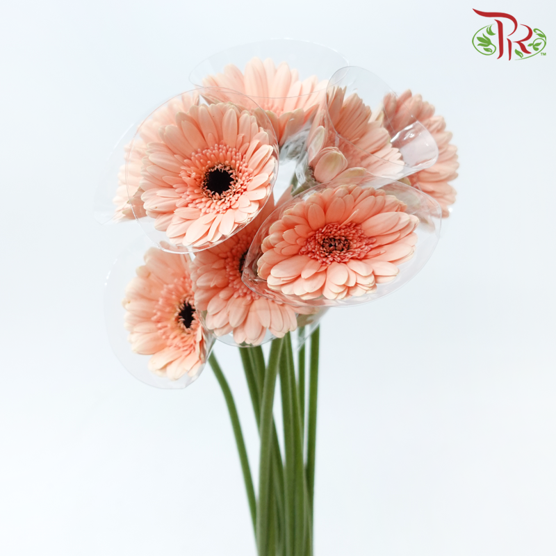 Gerbera - Peach (9-10 Stems)-Peach-Malaysia-prflorist.com.my