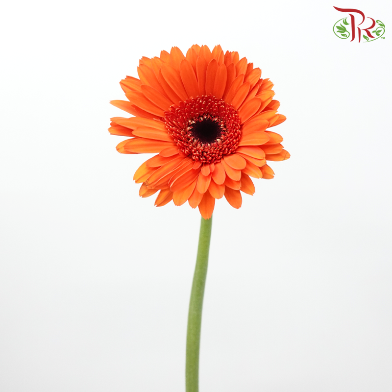 Gerbera - Pinata Orange With Black Heart (9-10 Stems)-Orange-Malaysia-prflorist.com.my