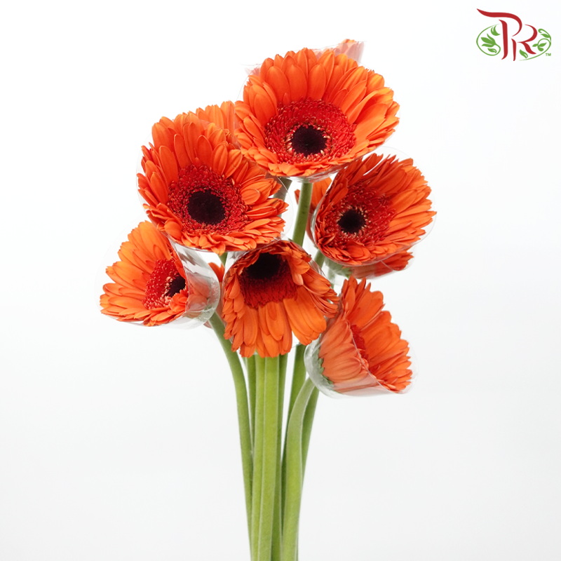 Gerbera - Pinata Orange With Black Heart (9-10 Stems)-Orange-Malaysia-prflorist.com.my