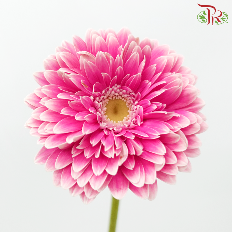 Gerbera - Pink Double Petal Outline White (9-10 stems)-Pink-Malaysia-prflorist.com.my