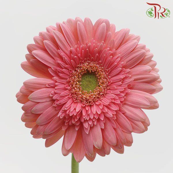Gerbera - Pink With Green Heart (9-10 Stems)-Pink-Malaysia-prflorist.com.my