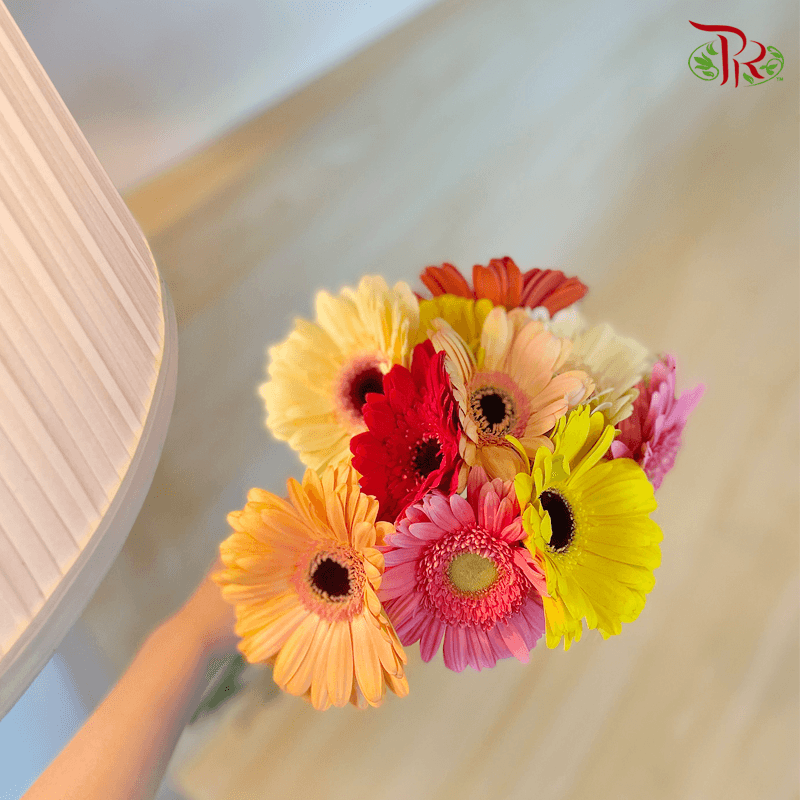 Gerbera Random Mixed Colours - 10 Stems-Malaysia-prflorist.com.my