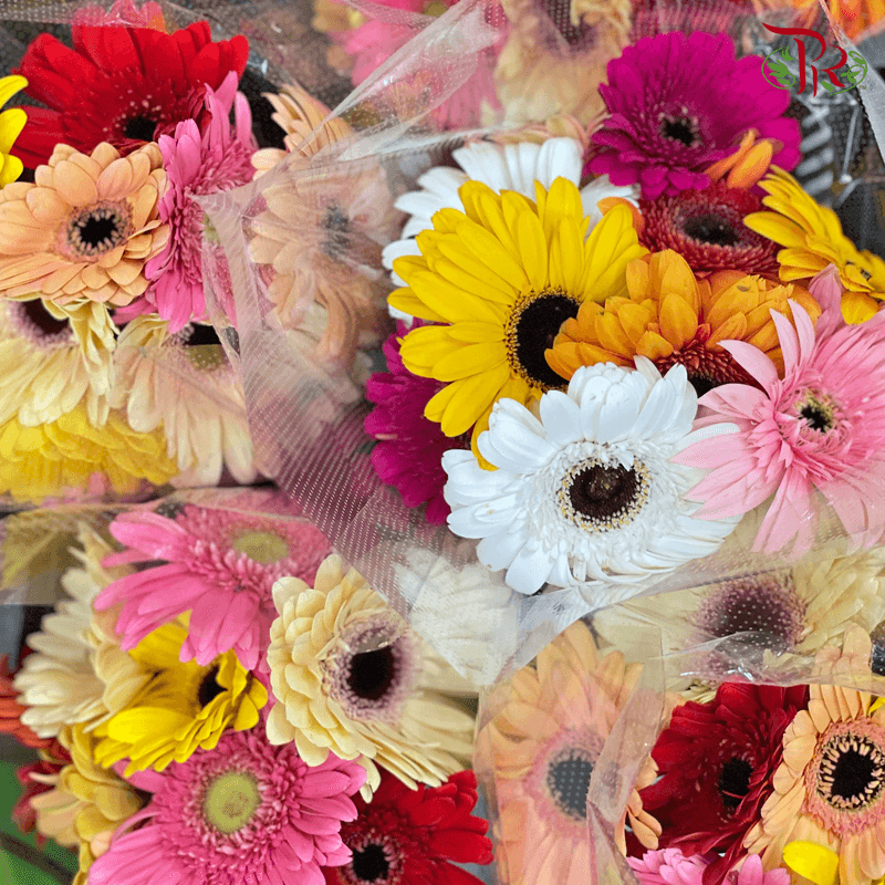 Gerbera Random Mixed Colours - 10 Stems-Malaysia-prflorist.com.my
