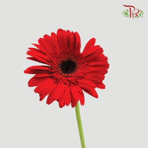 Gerbera - Red (9-10 Stems)-Malaysia-prflorist.com.my